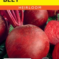 Beet Detroit Dark Red