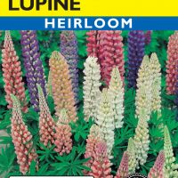 Lupine Minarette Dwarf Mixed Colors