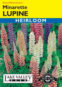 Lupine Minarette Dwarf Mixed Colors