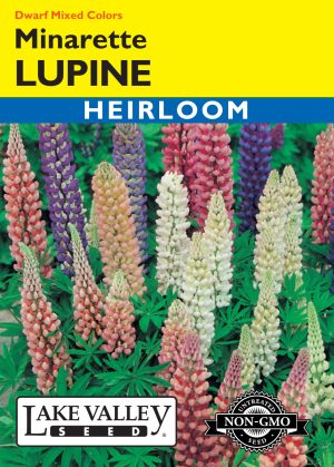 Lupine Minarette Dwarf Mixed Colors