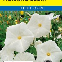 Morning Glory Pearly Gates