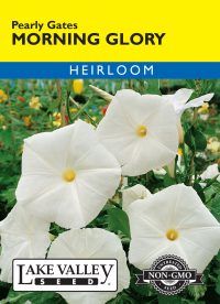 Morning Glory Pearly Gates