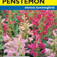Penstemon Cambridge Dwarf