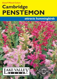 Penstemon Cambridge Dwarf