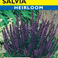Salvia Violet-Blue