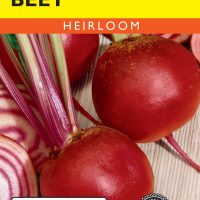 Beet Chioggia - Item #46