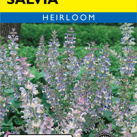 Salvia Clary Sage - Item #4621