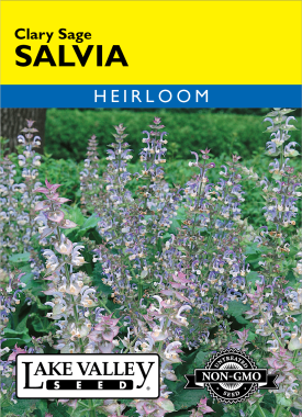 Salvia Clary Sage - Item #4621