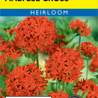 Maltese Cross Scarlet Lychnis
