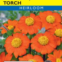 Tithonia Torch (Mexican Sunflower)