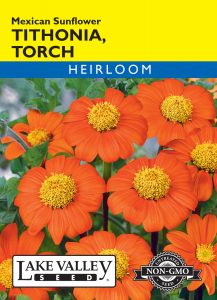 Tithonia Torch (Mexican Sunflower) – Item #467