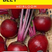 Beet Early Wonder