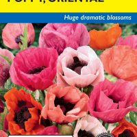 Poppy Oriental Pizzicato
