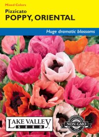 Poppy Oriental Pizzicato