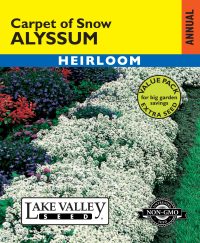Alyssum Carpet Of Snow