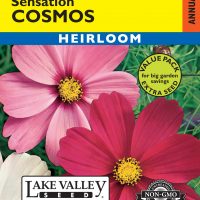 Cosmos Sensation Mixed Colors