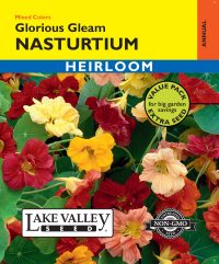 Nasturtium Glorious Gleam