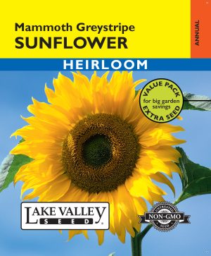 Sunflower Mammoth Greystripe