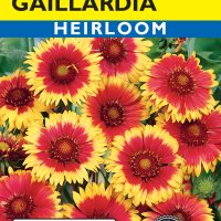 Gaillardia Blanket Flower