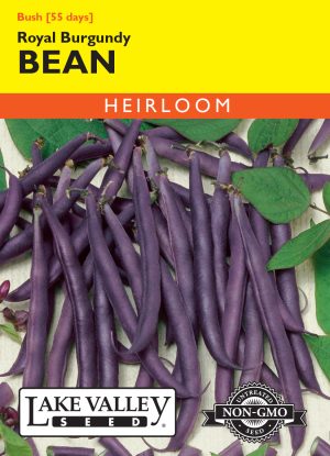 Bean (Bush) Royal Burgundy