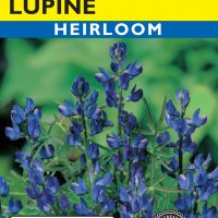 Lupine Texas Bluebonnet