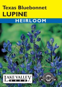 Lupine Texas Bluebonnet