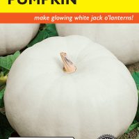 Pumpkin Lumina (White)