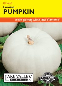 Pumpkin Lumina (White)