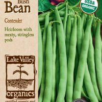 Bean (Bush) Contender
