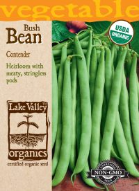 Bean (Bush) Contender