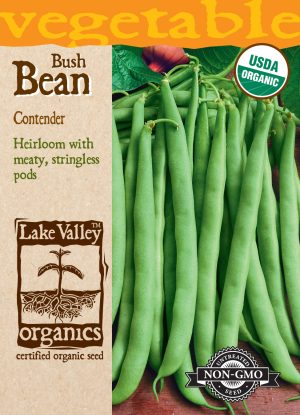 Bean (Bush) Contender