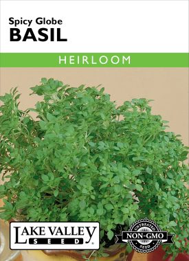 Basil Spicy Globe - Item #569