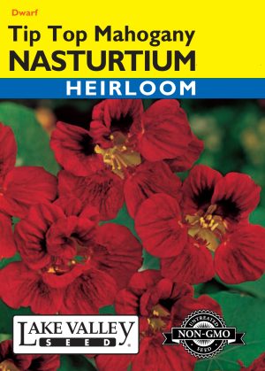 Nasturtium Tip Top Mahogany
