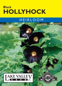 Hollyhock Black - Item #591