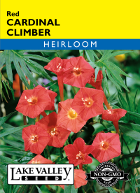 Cardinal Climber Red