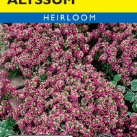 Alyssum Rosie O'Day