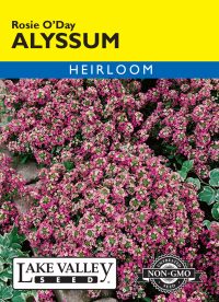 Alyssum Rosie O'Day