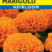 Marigold Golden Age Light Orange