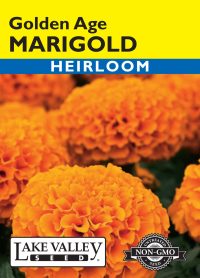 Marigold Golden Age Light Orange