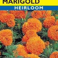 Marigold Sunshine Orange