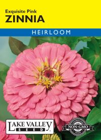 Zinnia Exquisite Pink