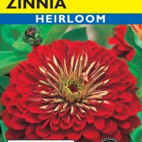 Zinnia Scarlet Flame