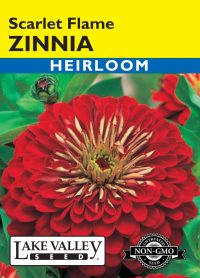 Zinnia Scarlet Flame