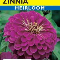 Zinnia Purple Prince