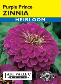 Zinnia Purple Prince