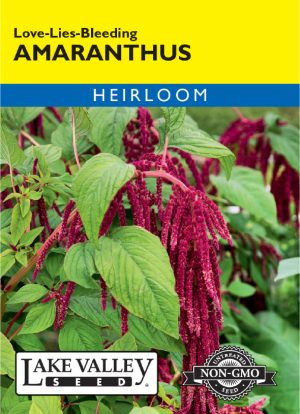 Amaranthus Love-Lies-Bleeding - Item #620