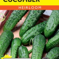 Cucumber Homemade Pickles