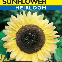 Sunflower Lemon Queen