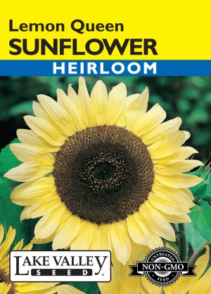 Sunflower Lemon Queen