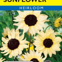 Sunflower Vanilla Ice